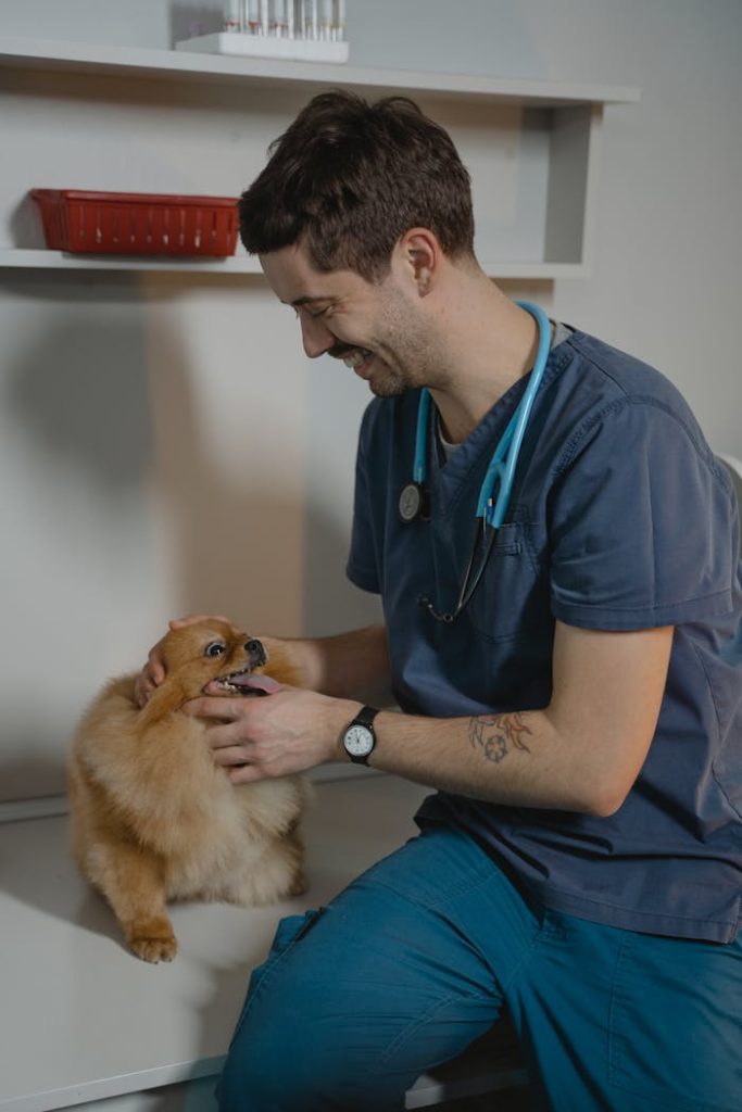 a-veterinarian-holding-a-pomeranian-6235110 Smiling veterinarian examines a Pomeranian dog during a checkup in a veterinary clinic.