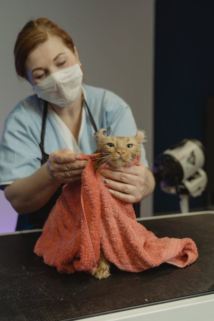 man-in-blue-dress-shirt-holding-brown-tabby-cat-6131543 A veterinarian in a mask grooming a cat wrapped in a towel.