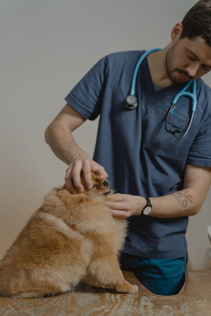 man-person-people-animal-6235238 A veterinarian in blue scrubs attentively examines a fluffy dog in a clinic.