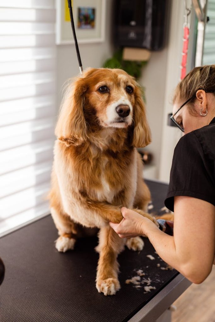 woman-trimming-dogs-nails-19145889 A woman grooms a dog, trimming its nails in a professional pet salon setting.